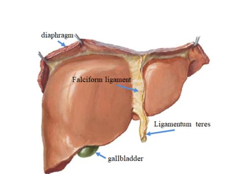 Functional Anatomy of the Liver (+ some histology) Flashcards | Quizlet