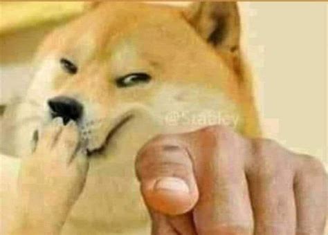 puppy pointing meme