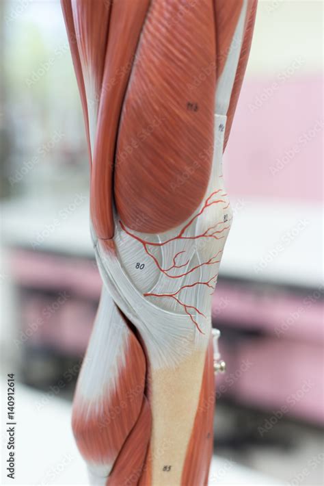 Anatomy muscle Legs model of muscle for classroom education. Stock ...