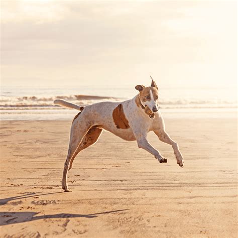 greyhound  dog breed