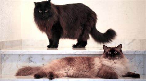Find reputable Maine Coon breeders for your next feline companion