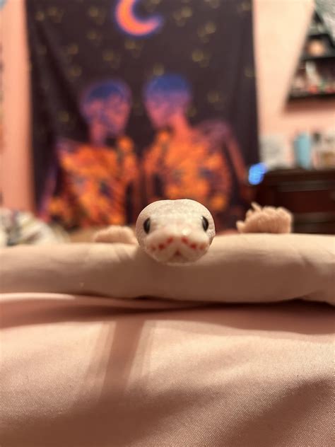 Do y’all’s ball pythons softly hiss when they poop..? Or is it just