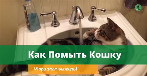 Как Моют Кошек - 9 Простых Шагов (Советы от Экспертов)?