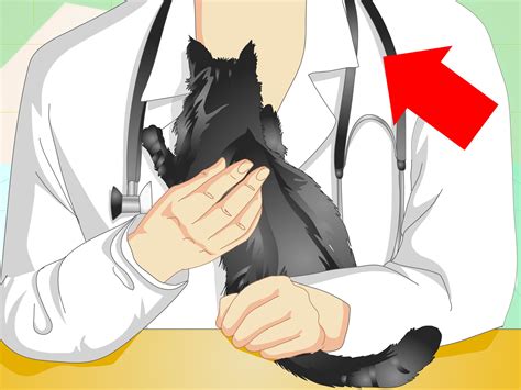 How to Tell If a Cat Is Neutered: 9 Steps (with Pictures)