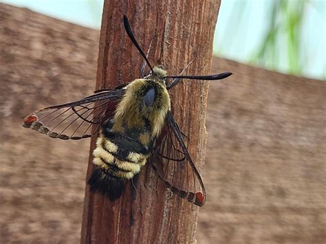 Strange moth in our garden : r/insects