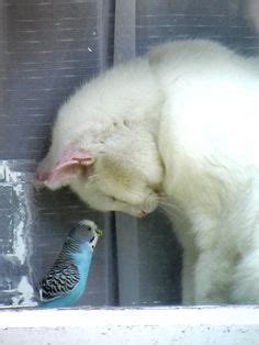 Respect. Crazy Cat Lady, Crazy Cats, Animal Gato, Unlikely Friends, Image Chat