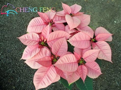 Poinsettia Euphorbia Pulcherrima Flowering Seeds 100 Pcs ...