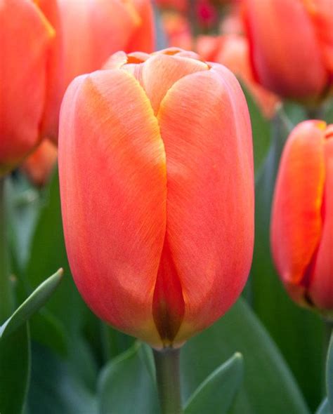 Tulip Triple A from Peter Nyssen flower bulbs and plants