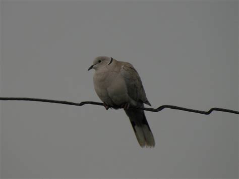 Πουλια της Ηπειρου / Epirus Birds - stylianos kanakaris: Δεκοχτουρα ...