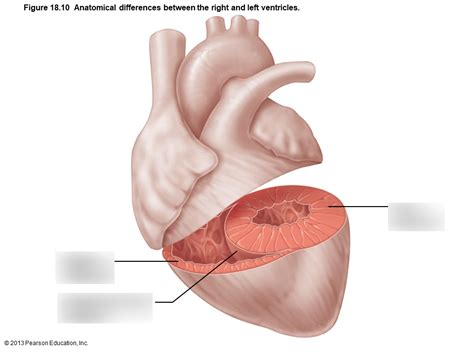 anatomical differences diagram quizlet