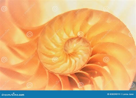 Fibonacci Shell, Golden Ratio Digital Painting Stock Photography ...
