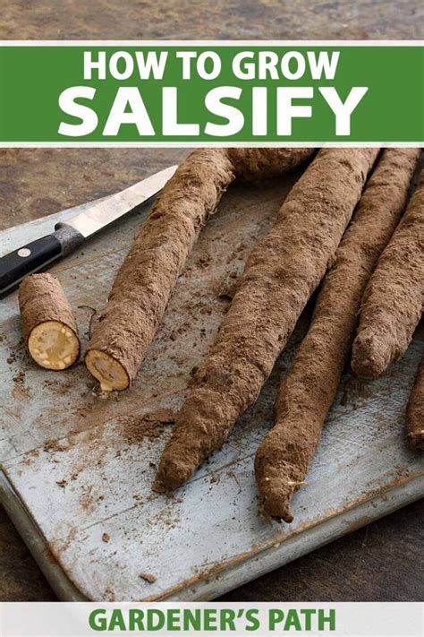 plant  grow salsify gardeners path