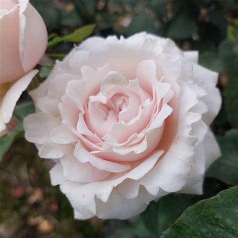 Rose Bush 'Silver Fern' - Springvale Garden Centre