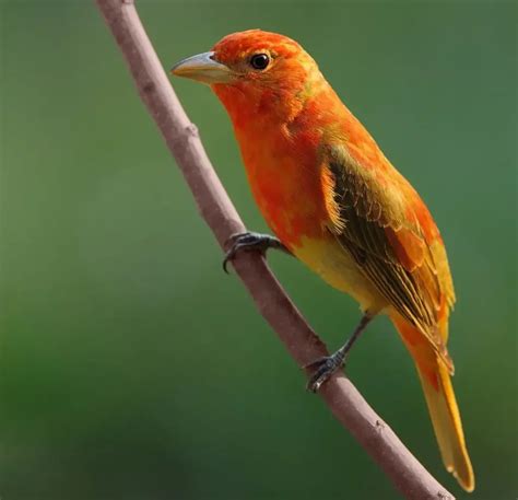 Summer Tanager: A Splash of Vibrance in Avian Realms | WorldWeet