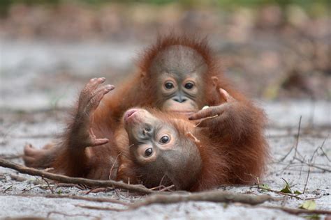 Face To Face With Orangutans Face To Face 5