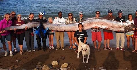Rare Oarfish found on Catalina Island – Save Newport