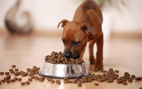 How to Choose the Right Dog Food for Your Puppys Growth and Development