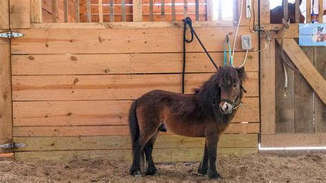 A horse's tale: Pony found in Tuscaloosa now serves as a therapy horse