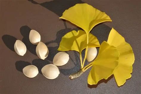 Ginkgo Biloba Faz Mal Para O Fígado