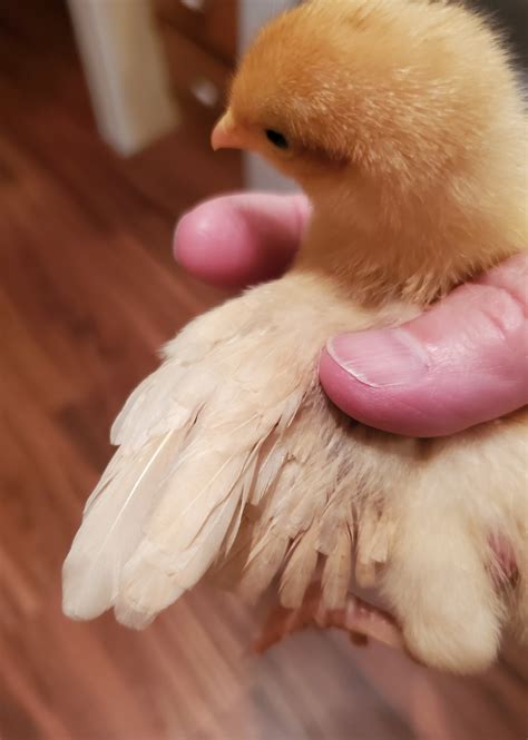 WINGS & TAILS – Two Chickens Homestead