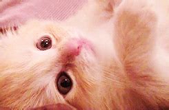 cute animals adorable gif | WiffleGif