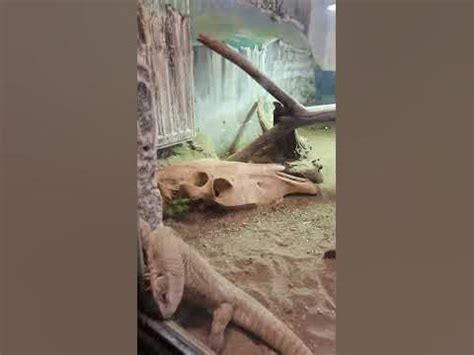 Зоопарк Ніредьгаза, Угорщина. #рек #рекомендації #zoo #зоопарк #ящерицы ...