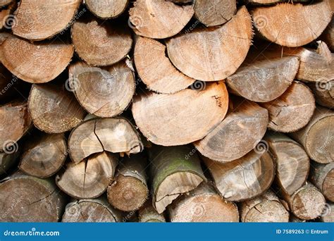 stock  chunks stock image image  annual host tree