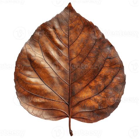 detailed close    brown autumn leaf   transparent background