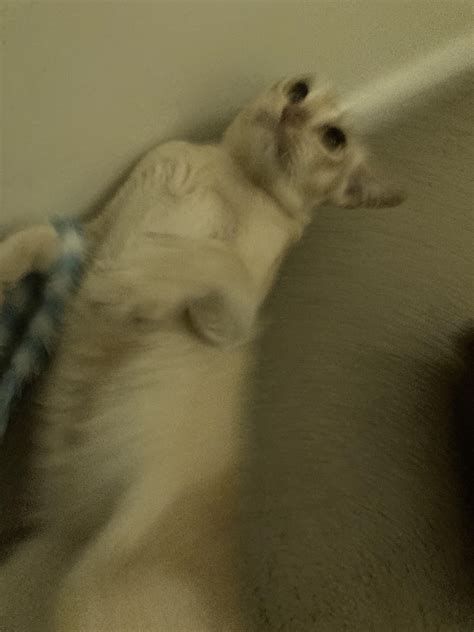 Cursed_Neighbours_Cat : r/cursedcats