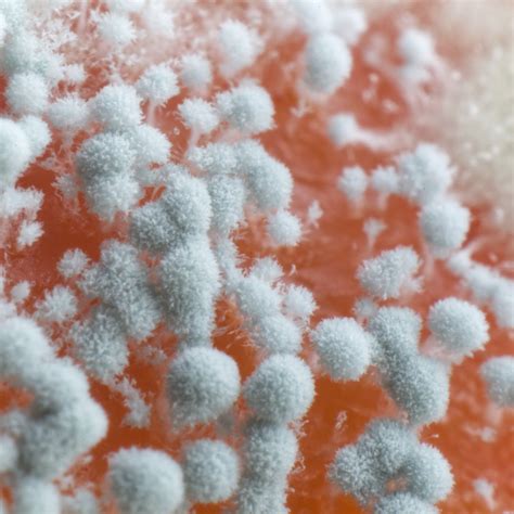 What Is White Mold and Is It Dangerous? | reynoldsrestoration