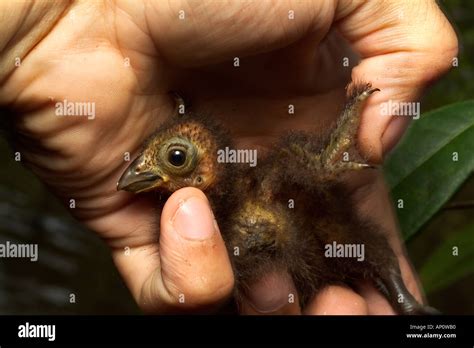 HOATZIN Opisthocomus hoazin Day-old chick showing claws on wing Stock ...