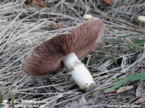 Світ грибів України » Agaricus arvensis, Печериця польова