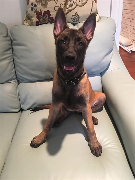 This belgian malinois size surprise left the owners in shock 34