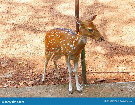 Chital Or Cheetal, Axis Axis, Spotted Deer Or Axis Deer, Nature Habitat. Bellow Majestic ...