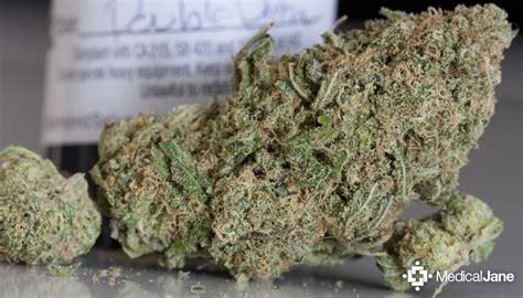 Double Dream Marijuana Strain (Review)