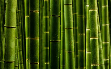 Bamboo HD, HD Wallpaper | Rare Gallery