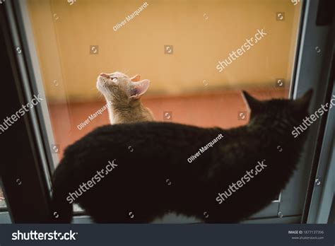 3,336 Cat Separated Images, Stock Photos & Vectors | Shutterstock