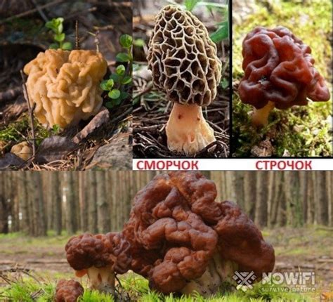Сморчки ядовитые: фото и описание данных грибов