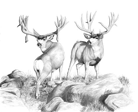 Mule Deer Sketch at PaintingValley.com | Explore collection of Mule ...