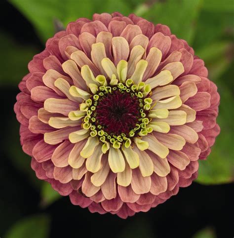 How to Grow Zinnias: A Burst of Hot Flower Colors | Annual flowers