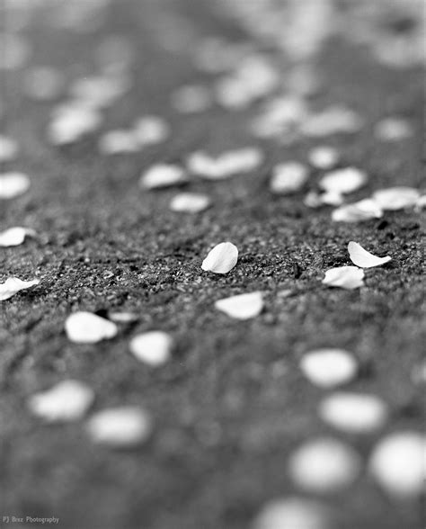 shallow depth  field minimum focus distance pj brez photography