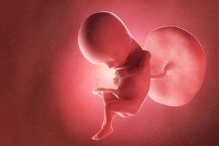 Com Quantas Semanas Da Pra Ouvir O Coração Do Bebe - Com quantas semanas é possível ouvir o coração do bebê? - Tua Saúde