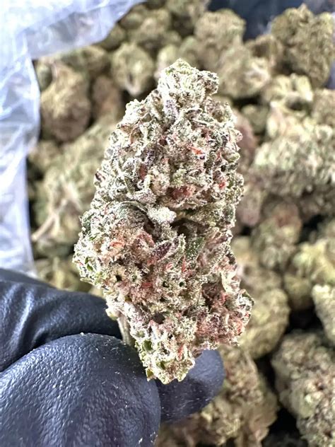 Exotic Wedding Crasher Strain For Sale | Frisco Labs Exclusive – Frisco