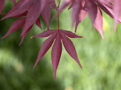 premium photo maple tree leaf detail close