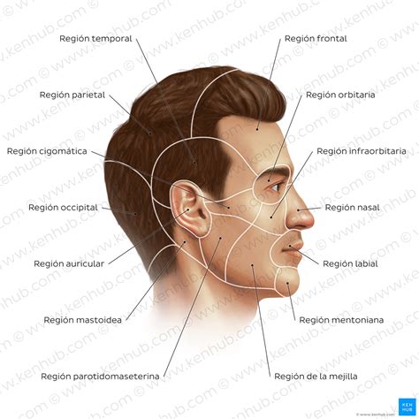 humana anatomia estructura  funcion kenhub