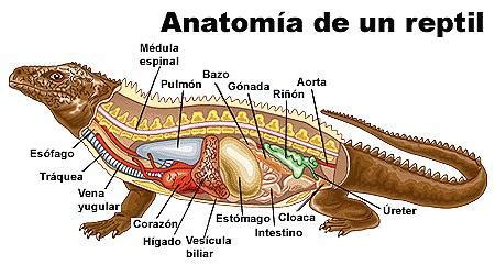Sistema Digestivo Repteis - como es el sistema digestivo en reptiles con imagenes plis - Brainly.lat