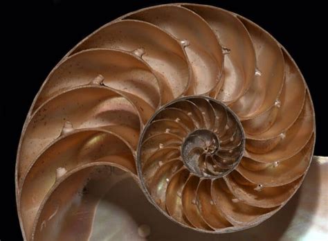 nautilus pictures az animals