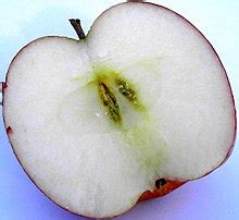 jednoduchy plod wikipedia