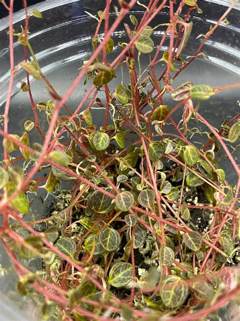 Peperomia Caespitosa – Rare Tropicals