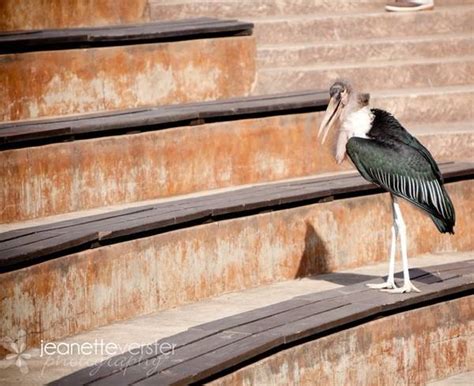Montecasino Bird Gardens | kids party venue in Sandton | Jozikids